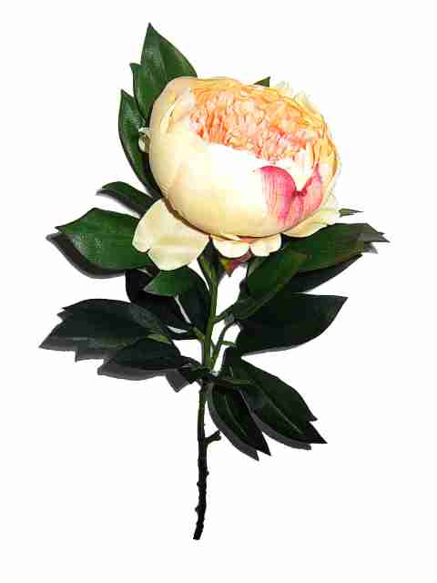 16251 Bild