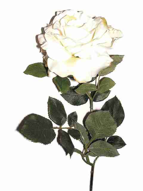 95033 Bild