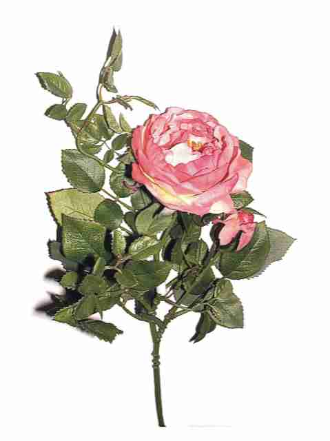 75121 Bild