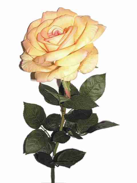 78271 Bild