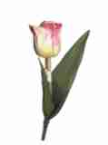 hell rosa