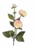 creme rosa