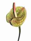 grn