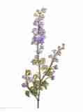 blau/violett