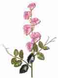 rosa