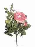 dk rosa