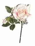 rosa creme