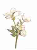 creme rosa