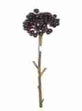 burgund