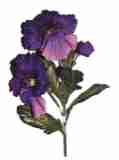 dunkel violett