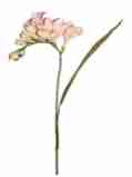 zart pink