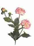 hell rosa
