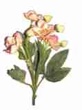 peach
