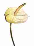 creme grn