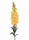 gold gelb