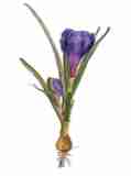 blau violett