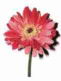 beauty pink