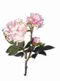 rosa