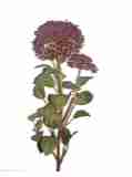 burgund