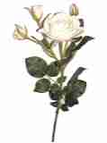 creme