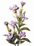 blau violett