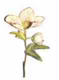 grn rosa