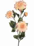 rosa creme