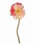 hell rosa